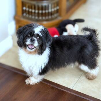 Ari -  Shih Tzu Dog for Adoption in Boerne, Texas - Ari | PetCurious