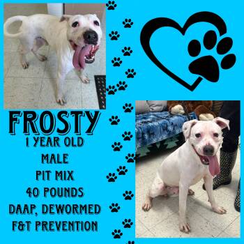 Rescue Pit Bull Terrier Dogs for Adoption in Cynthiana, Kentucky - Frosty | PetCurious