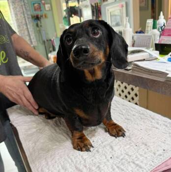 Estelle (NOT YET AVAILABLE) -  Dachshund Dog for Adoption in Benton, Louisiana - Estelle (NOT YET AVAILABLE) | PetCurious