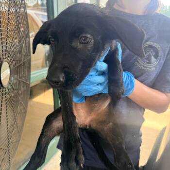 Gigi -  Mixed Breed Dog for Adoption in Corinth, Mississippi - Gigi | PetCurious