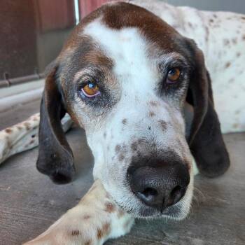 Figaro -  Mixed Breed Dog for Adoption in Park City, Utah - Figaro | PetCurious
