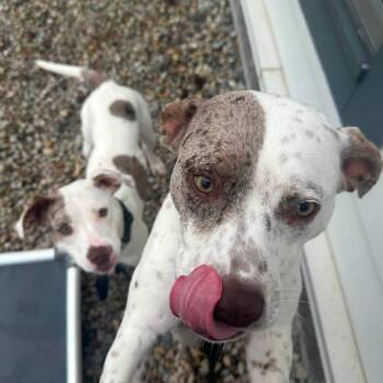 Highland -  Mixed Breed Dog for Adoption in Dearborn, Michigan - Highland | PetCurious