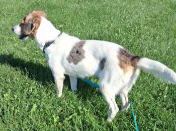 Ivy -  Beagle and Australian Shepherd Dog for Adoption in Fremont, Ohio - Ivy | PetCurious