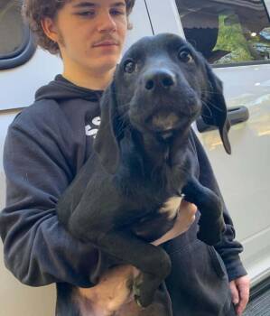 Toffee -  Hound and Yellow Labrador Retriever Dog for Adoption in Columbia, Maryland - Toffee | PetCurious