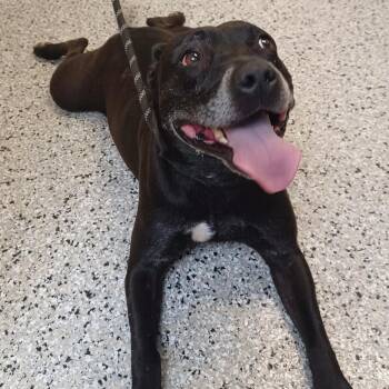 American Staffordshire Terrier Dogs Available for Adoption in Hattiesburg, Mississippi - Harley | PetCurious