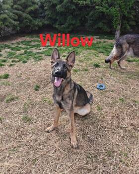 German Shepherd Dog Dogs Available for Adoption - Willow | PetCurious