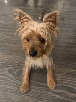 Stevie -  Yorkshire Terrier Dog for Adoption in North Miami Beach, Florida - Stevie | PetCurious