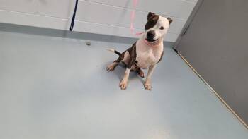 Rescue Pit Bull Terrier Dogs for Adoption in St. Cloud, Florida - ZUKO | PetCurious