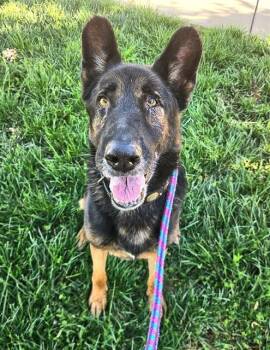 German Shepherd Dog Dogs Available for Adoption in Sacramento, California - MARKUS | PetCurious