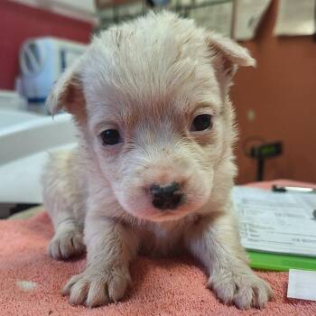 Cattle Dog and Mixed Breed Dogs Available for Adoption in Flagstaff, Arizona - Wingding - In Foster! | PetCurious