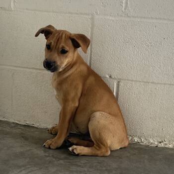 Rescue Mixed Breed Dogs for Adoption in Loxahatchee Groves, Florida - Cackles 7422 | PetCurious