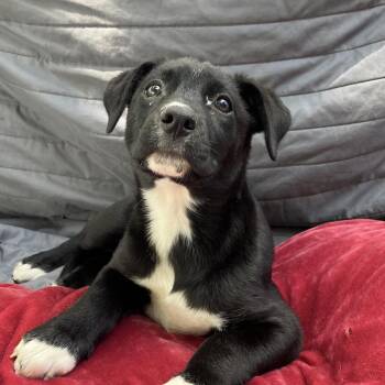 Mixed Breed Dogs Available for Adoption in Pulaski, Tennessee - TNGC-Stray-1193 | PetCurious
