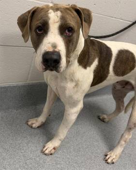 MOO -  Cane Corso Dog for Adoption in Indianapolis, Indiana - MOO | PetCurious
