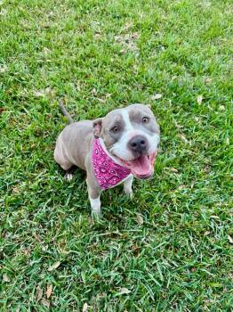 American Staffordshire Terrier Dogs Available for Adoption - Lovey | PetCurious