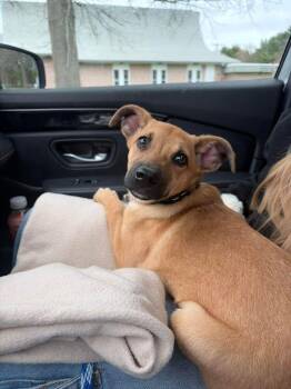 Daisy -  Rhodesian Ridgeback and Black Mouth Cur Dog for Adoption in Norfolk, Massachusetts - Daisy | PetCurious