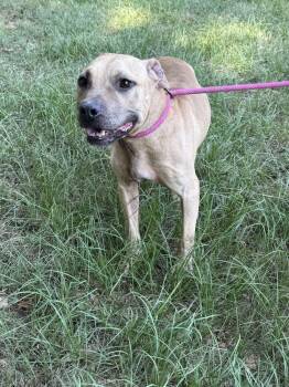 Rescue Pit Bull Terrier Dogs for Adoption in Troy, Alabama - Kane | PetCurious