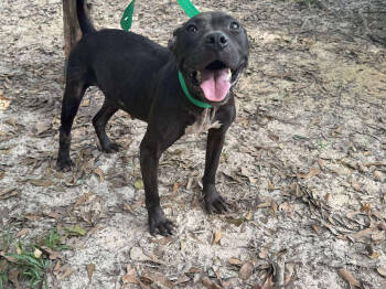 Rescue Pit Bull Terrier Dogs for Adoption in Troy, Alabama - Midnight | PetCurious
