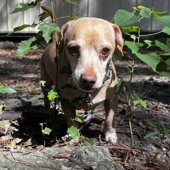Dapper Dog -  Chihuahua Dog for Adoption in Summerville, South Carolina - Dapper Dog | PetCurious