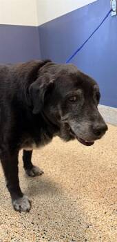 Labrador Retriever Dogs Available for Adoption in Doral, Florida - BEBO | PetCurious