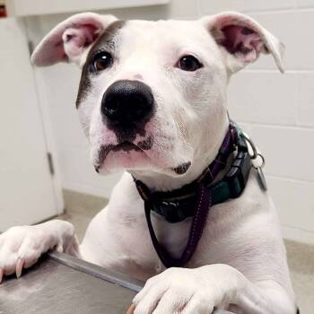 Rescue Mixed Breed Dogs for Adoption in Gloucester, Virginia - Dottie | PetCurious