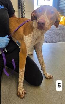 CATHY -  Pointer and Mixed Breed Dog for Adoption in San Bernardino, California - CATHY | PetCurious