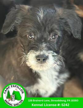 Poodle and Golden Retriever Dogs Available for Adoption - Johnny | PetCurious