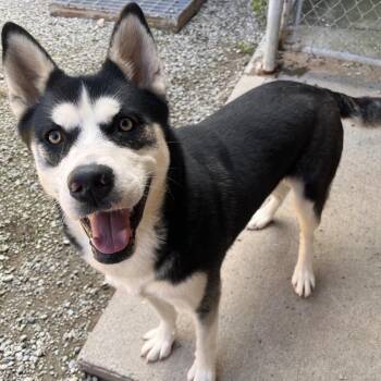 Nala -  Mixed Breed Dog for Adoption in Fairport, New York - Nala | PetCurious