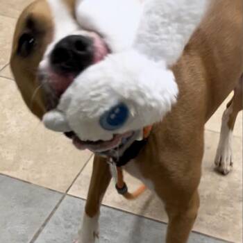 Mixed Breed Dogs Available for Adoption in Chattanooga, Tennessee - Spooky | PetCurious
