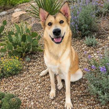 Solstice -  Carolina Dog Dog for Adoption in Helotes, Texas - Solstice | PetCurious