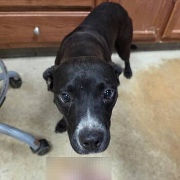 Armada - 071507U -  Labrador Retriever and Mixed Breed Dog for Adoption in Tupelo, Mississippi - Armada - 071507U | PetCurious