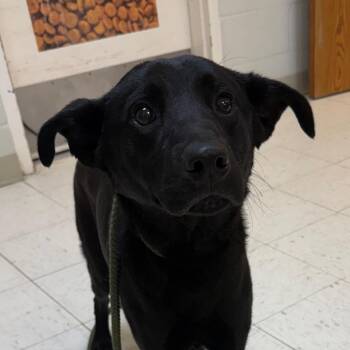Labrador Retriever Dogs Available for Adoption in Jacksonville, Arkansas - Han Solo | PetCurious