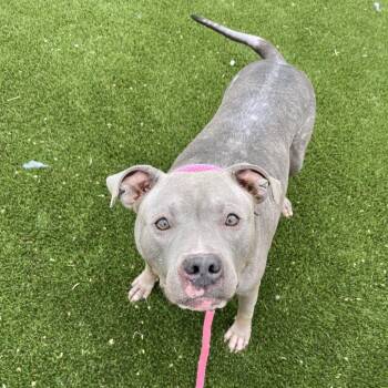 Mixed Breed Dogs Available for Adoption - Jordan | PetCurious