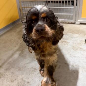 Zechariah - Missouri (AG26-79) -  Cocker Spaniel and None Dog for Adoption in Peyton, Colorado - Zechariah - Missouri (AG26-79) | PetCurious