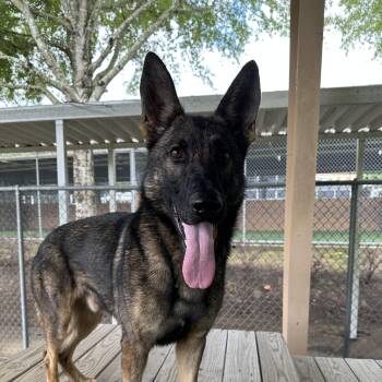 Uno -  German Shepherd Dog Dog for Adoption in Newnan, Georgia - Uno | PetCurious