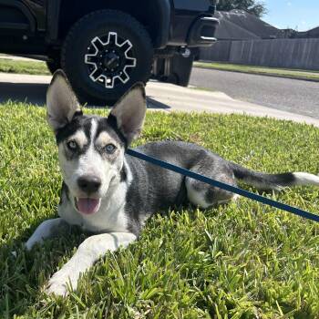 Rescue Husky Dogs for Adoption in Harlingen, Texas - Athena | PetCurious