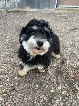 Toothpaste -  Miniature Schnauzer and Miniature Poodle Dog for Adoption in Columbus, Nebraska - Toothpaste | PetCurious