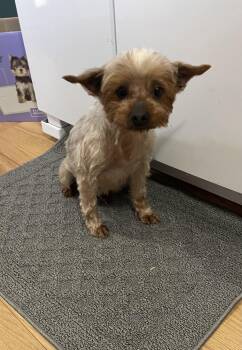 Yorkshire Terrier Dogs Available for Adoption - Beverly "Bev"  | PetCurious