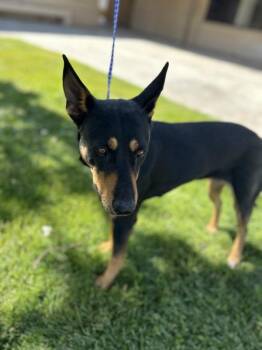 Doberman Pinscher and Lancashire Heeler Dogs Available for Adoption in Victorville, California - Debbie | PetCurious