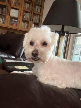 Princeton -  Maltese Dog for Adoption in Benbrook, Texas - Princeton | PetCurious