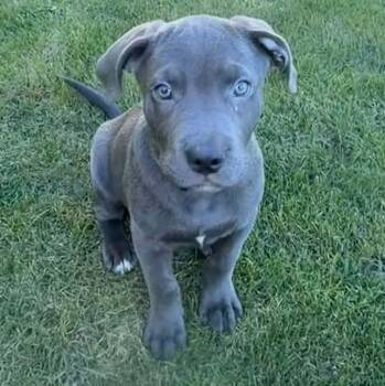 Julio -  Pit Bull Terrier and Labrador Retriever Dog for Adoption in Racine, Wisconsin - Julio | PetCurious