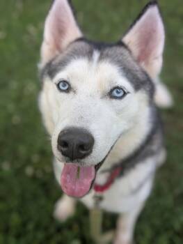 Tikaani (Tiki) -  Siberian Husky Dog for Adoption in Mansfield, Connecticut - Tikaani (Tiki) | PetCurious