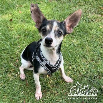 Chihuahua Dogs Available for Adoption in Irvine, California - CLEMENTINE | PetCurious