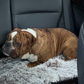 Brisket -  English Bulldog and None Dog for Adoption in Cincinnati, Ohio - Brisket | PetCurious