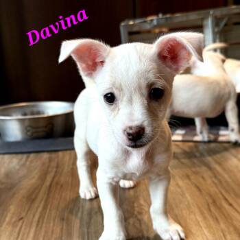 Davina -  Chihuahua Dog for Adoption in Monticello, Iowa - Davina | PetCurious