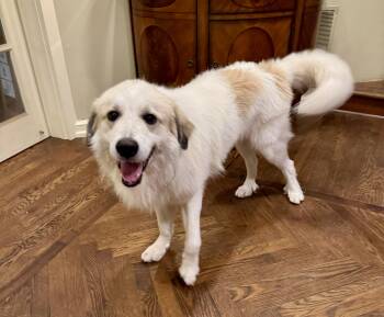 Kris -  Great Pyrenees Dog for Adoption in Auburn, Kansas - Kris | PetCurious