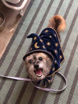 Pyewacket -  Mixed Breed Dog for Adoption in Wayne, New Jersey - Pyewacket | PetCurious