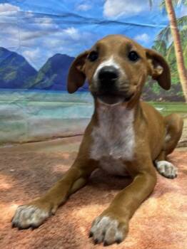 Gi gi -  Cattle Dog and Mixed Breed Dog for Adoption in San Antonio, Texas - Gi Gi | PetCurious