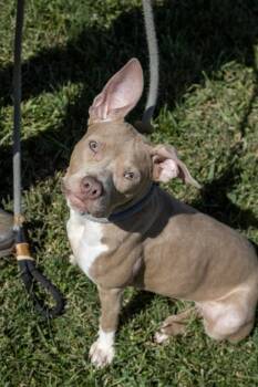 Bella -  Mixed Breed Dog for Adoption in Fallston, Maryland - Bella | PetCurious