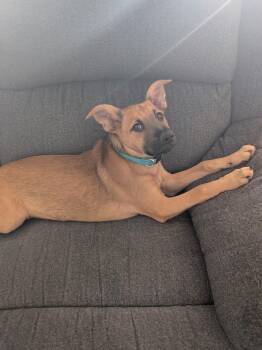 Sam -  Black Mouth Cur Dog for Adoption in Plano, Texas - Sam | PetCurious