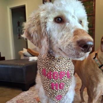 Goldilocks -  Poodle Dog for Adoption in Gonzales, Louisiana - Goldilocks | PetCurious